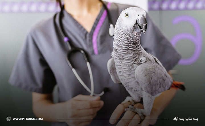 مشورت با دامپزشک درباره غذای پرندگان 