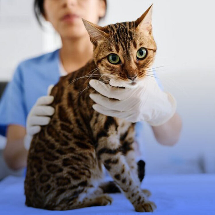 بیماری مزمن کلیوی (CKD) در گربه‌ها