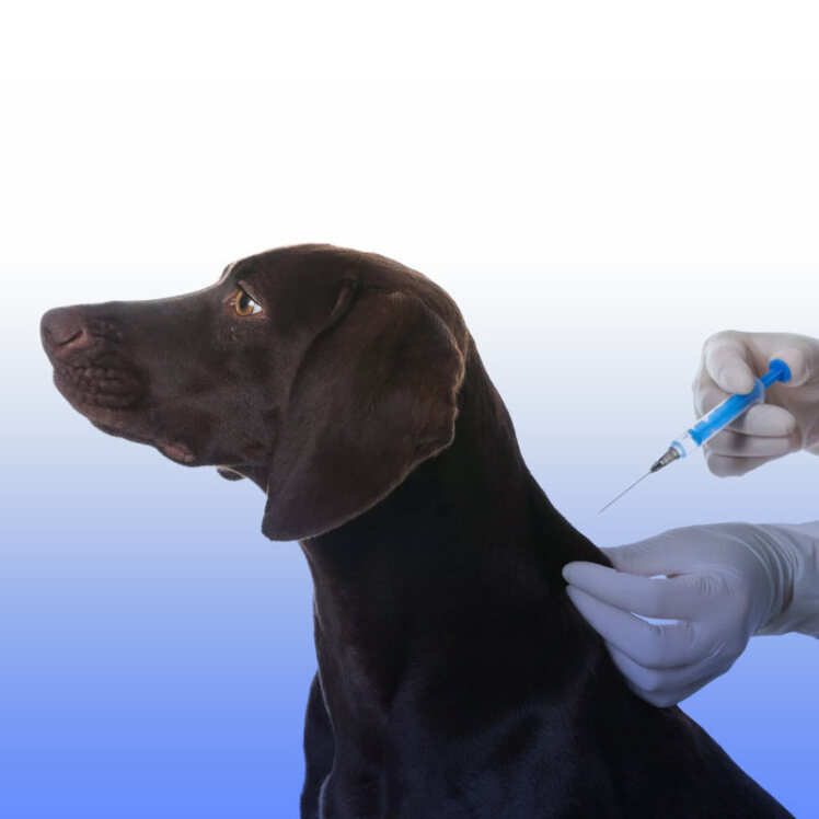 ضرورت و اهمیت واکسیناسیون برای سگ