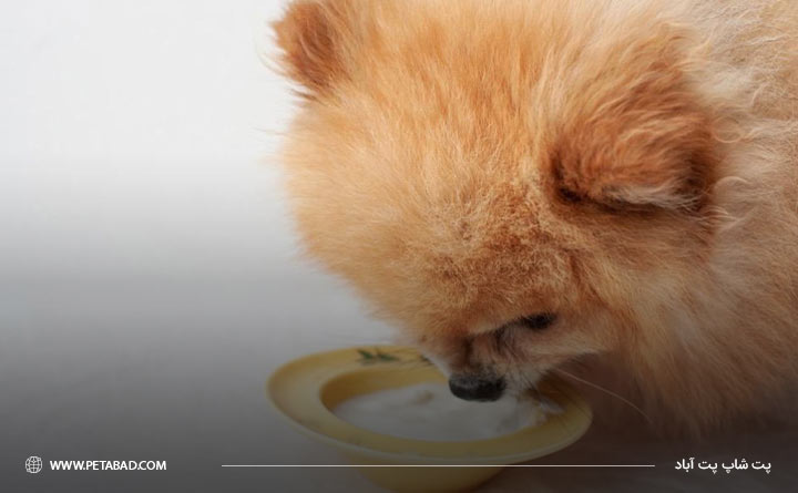 غذای سگ پامرانین چیست