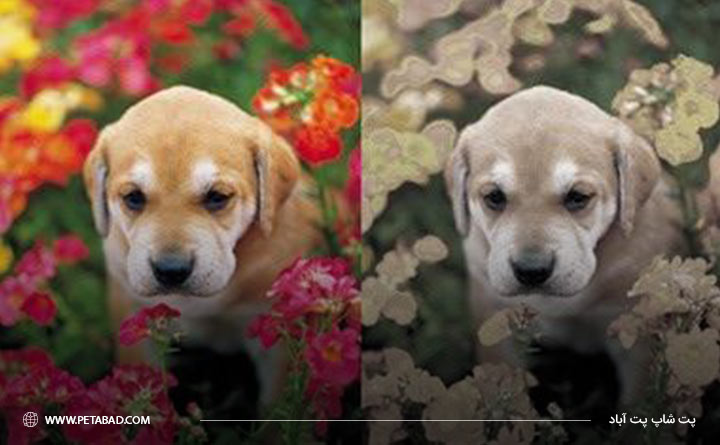 آنچه سگ ها واقعا می بینند؟