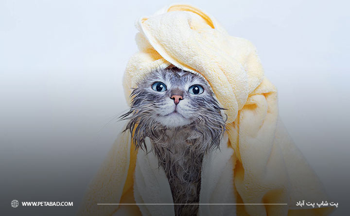 راهنمای حمام کردن گربه