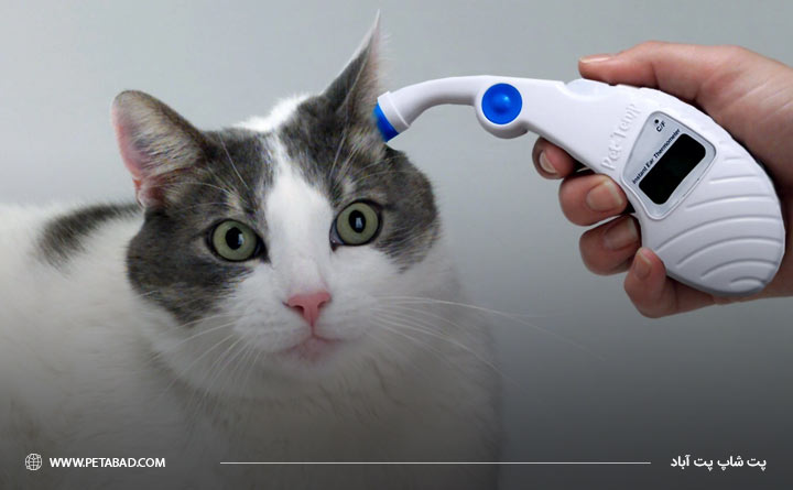 آشنایی با علائم و درمان تب در گربه