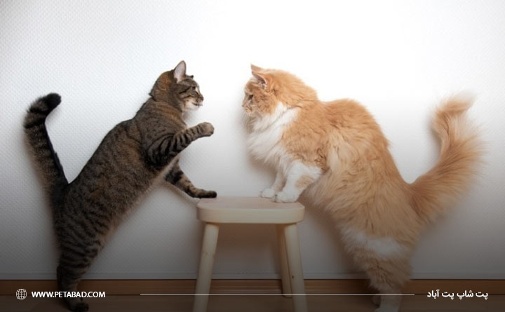 تاثیر شخصیت گربه‌ها در آشنایی باهم