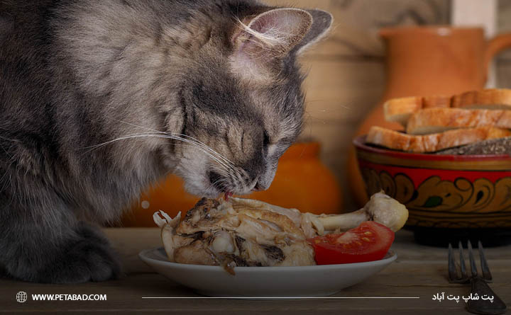 بهترین غذا برای رژیم غذایی خام