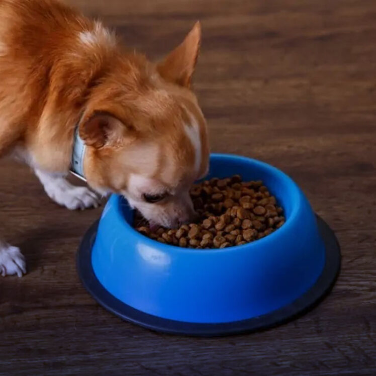 خطرات غذاهای دارای پروتئین بالا برای سگ‌ها
