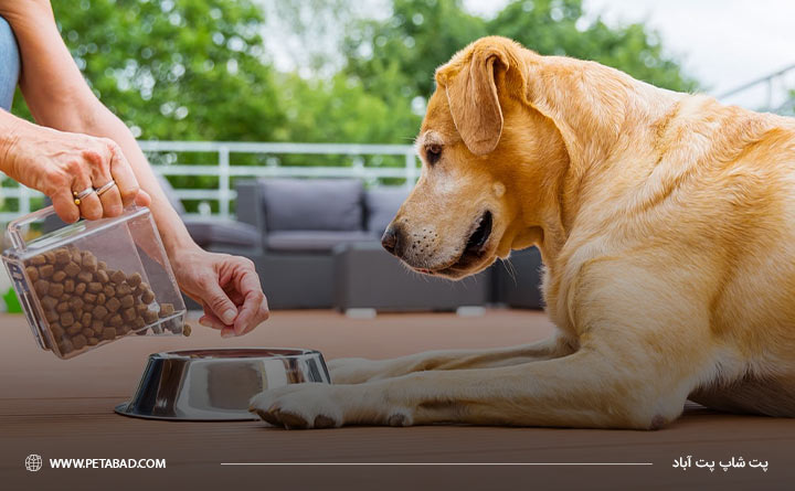 زمان تغذیه مناسب سگ
