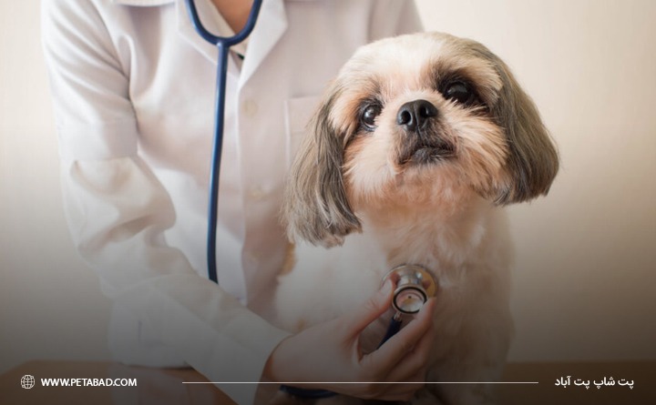 معاینه توسط دامپزشک برای رفع حساسیت پوستی ناشی از پوشک سگ