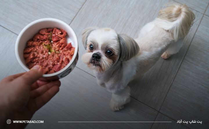 طرز تهیه غذای خانگی برای سگ شیتزو