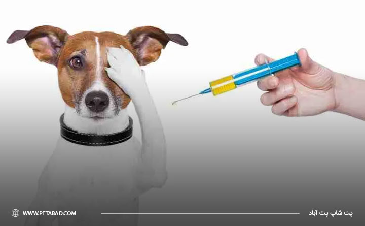 اهمیت واکسیناسیون سگ 
