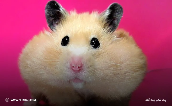 بهترین حیوان خانگی برای آپارتمان: همستر