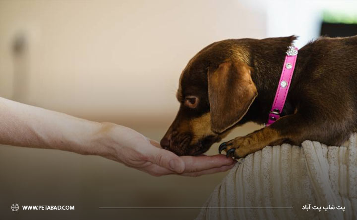با بی اشتهایی سگ چه کنیم