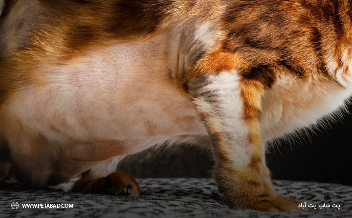 آلوپسی یا ریزش موی گربه