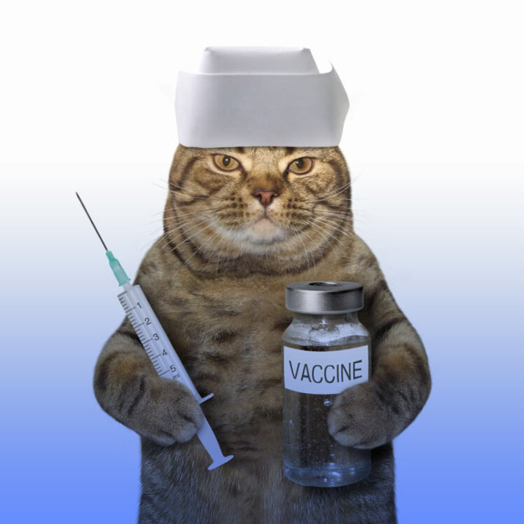 برنامه زمانی واکسیناسیون گربه چه زمانی است؟