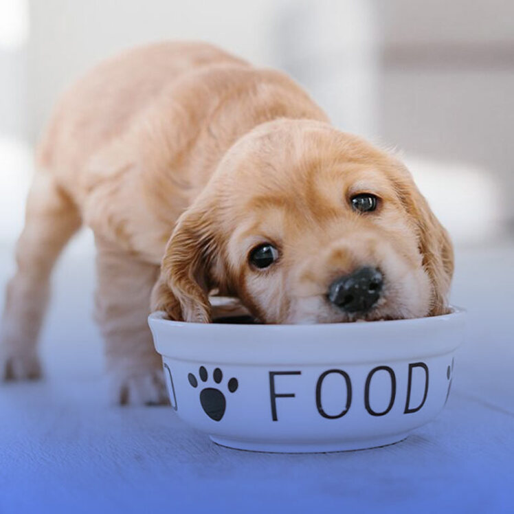 راهنمای خرید غذای توله سگ