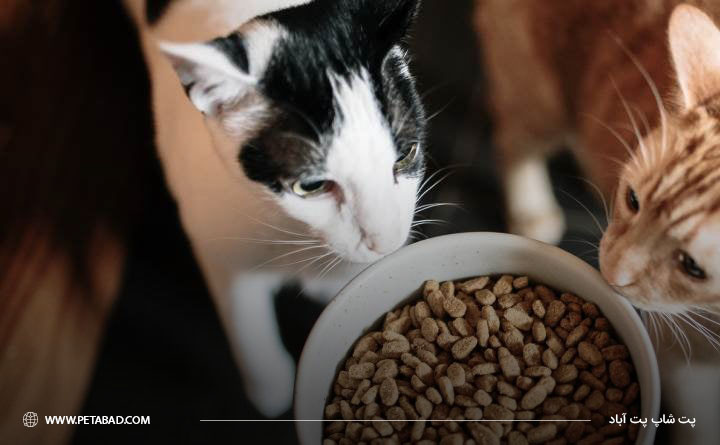 تغذیه گربه پس از زایمان کردن