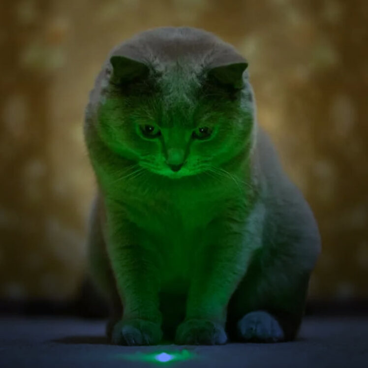 لیزر بازی با گربه، آری یا نه!