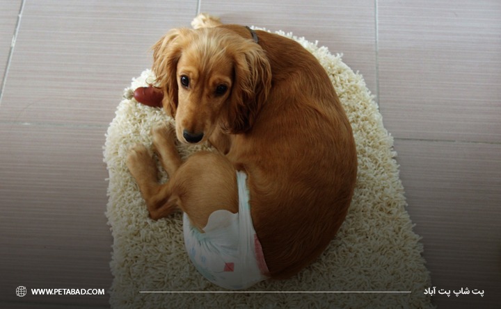 ناراحتی سگ یکی از معایب استفاده از پوشک