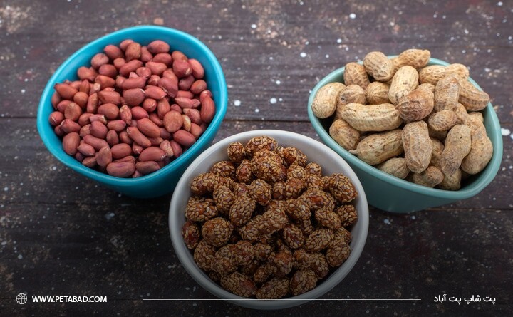 خطرات خوردن آجیل توسط سگ